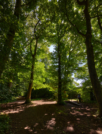 Hardwick forest light points This landscape photograph captures the Hardwick forest light points in a rural setting during the late morning in summer. The image prominently features tall trees with dense green foliage allowing patches of sunlight to filter through, creating dappled light effects on the forest floor. The combination of shadows and light highlights the natural beauty and tranquility of this wooded area, characteristic of rural summer scenery. The bright green leaves and rich forest environment are typical of the season, emphasizing the vibrancy of the trees in full leaf. The natural landscape is peaceful and undisturbed, showcasing Hardwick forest as a serene rural location.